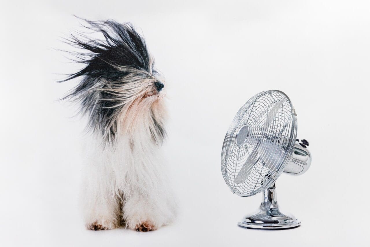 20250224_FETNER-Italic_petwash_314_low